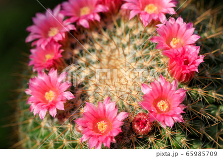ピンクのサボテンの花の写真素材