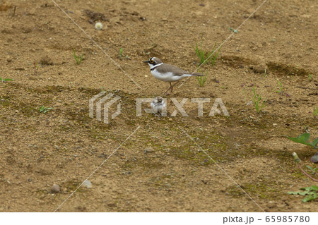 コチドリ 65985780