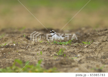 コチドリ 65985783