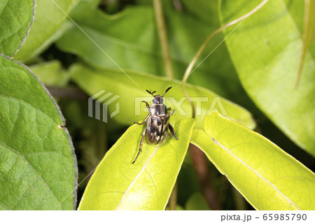 セマダラコガネ 65985790