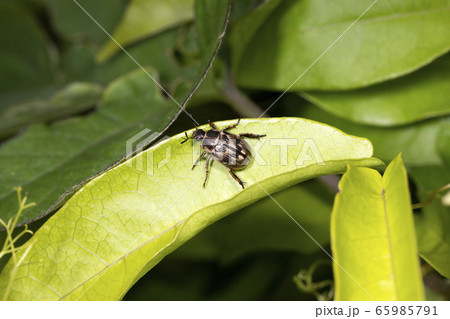 セマダラコガネ 65985791