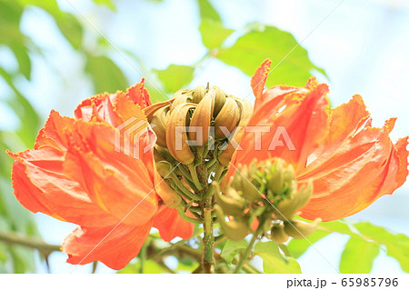 夏の花 カエンボク 夏の花 カエンボク 65985796