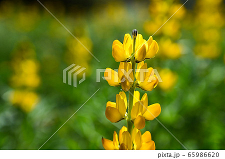 花 フラワー お花 65986620