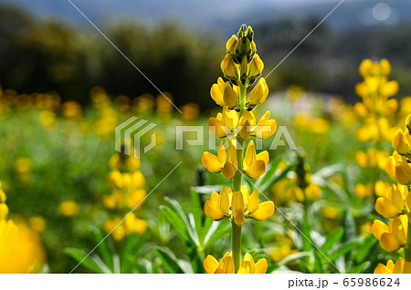 花 フラワー お花 65986624