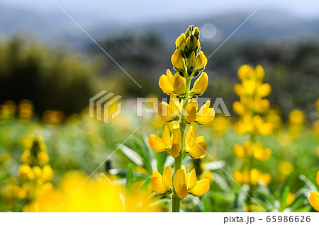 花 フラワー お花 65986626