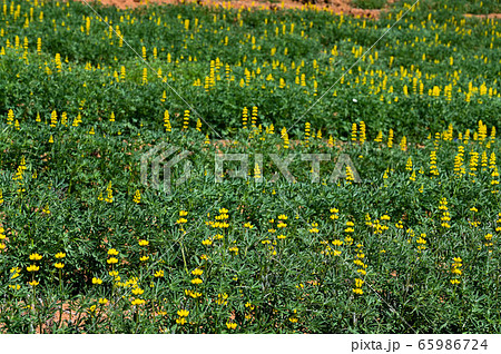 花 フラワー お花 65986724