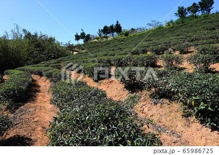 農耕 農業 アジア人 65986725