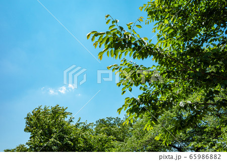 初夏の緑 葉桜と青空 シアン色の写真素材