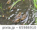 カルガモの雛鳥 65986910
