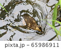 カルガモの雛鳥 65986911