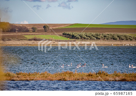 Flamingos floating on the water 65987165