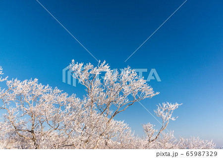 樹氷 樹氷 65987329