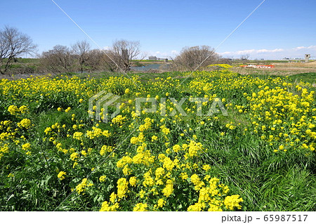 菜の花咲く春の江戸川河川敷風景 65987517