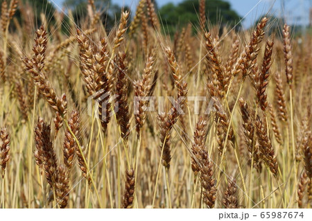 麦畑 65987674