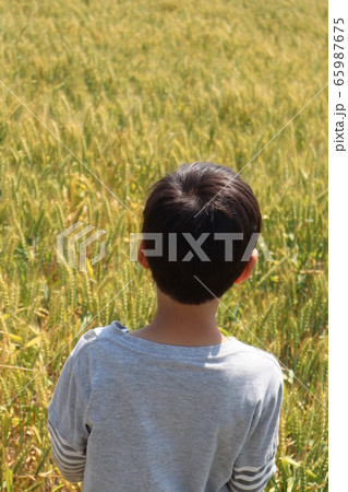 麦畑 麦畑 65987675