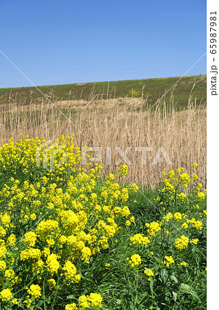 菜の花咲く春の江戸川河川敷風景 菜の花咲く春の江戸川河川敷風景 65987981