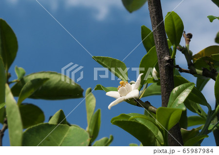 シークワーサーの花と初夏の青空 65987984