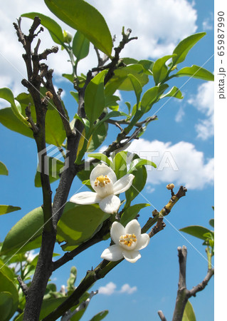 シークワーサーの花と初夏の青空の写真素材