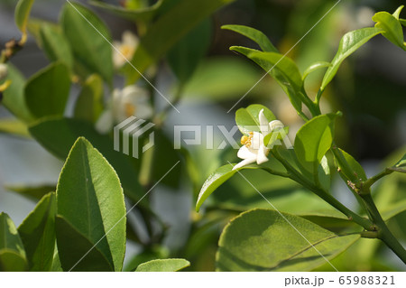 シークワーサーの花 シークワーサーの花 65988321