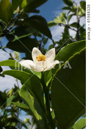 シークワーサーの花の写真素材 6596