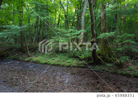 清涼 男池湧水 清涼 男池湧水 65988351