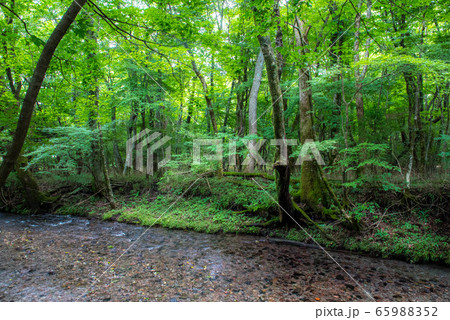 清涼 男池湧水 清涼 男池湧水 65988352
