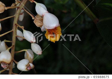 月桃の花 65988675