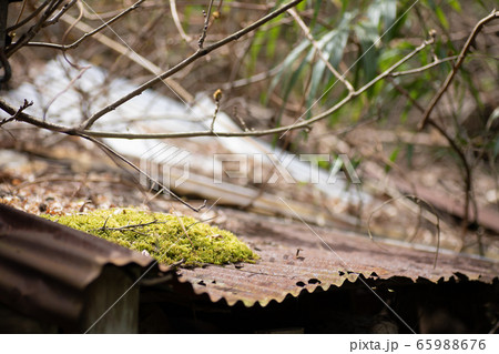 トタン屋根と苔 65988676