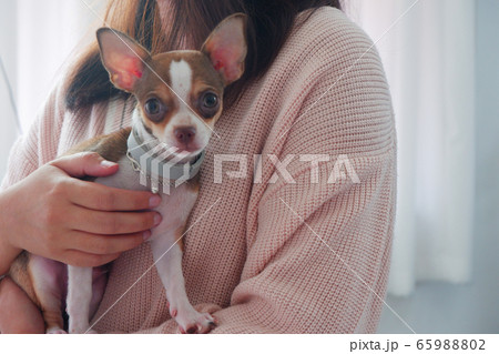 female wearing pink sweater holding puppy in her arms female wearing pink sweater holding puppy in her arms 65988802