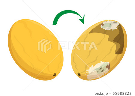 Fresh good melon becomes rotten vector isolated 65988822