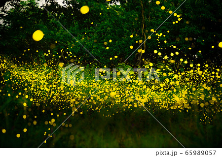 ヒメボタル乱舞 65989057