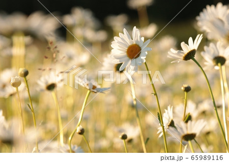 Daisies on a spring meadow at dawn Daisies on a spring meadow at dawn 65989116