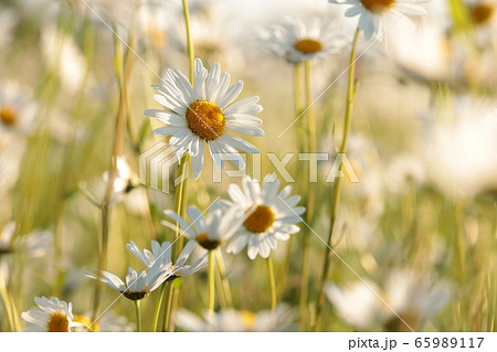 Daisies on a spring meadow at dawn 65989117