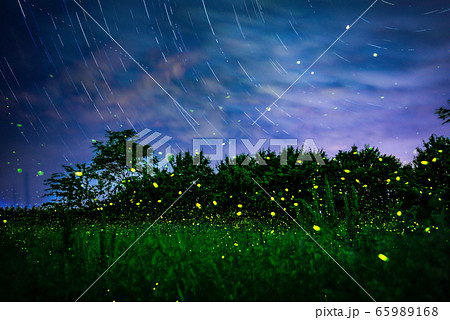 ヒメボタルと星グルグル 65989168