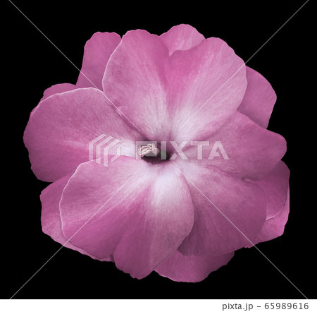 Flower pink violets  on the black isolated 65989616