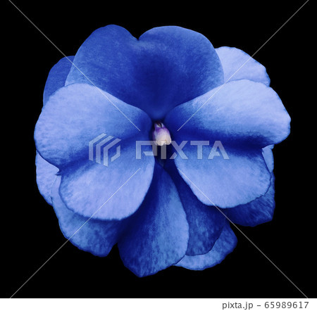 Natural flower of blue violets on the black 65989617
