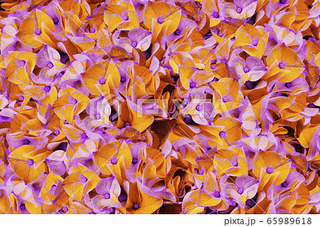A bouquet of spring flowers of light orange-violet 65989618