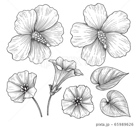 Hand drawn Monochrome Hibiscus and Bindweed Hand drawn Monochrome Hibiscus and Bindweed 65989626