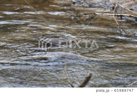 潜水して餌を探すカワガラス 65989747
