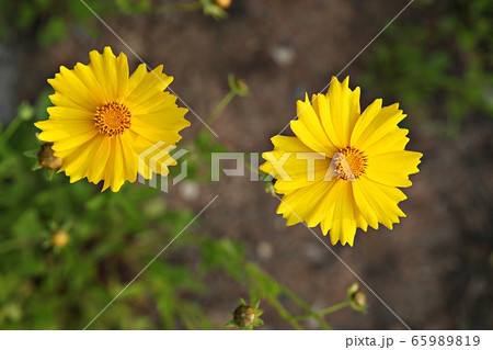 グムギェグク 春の花 花 65989819