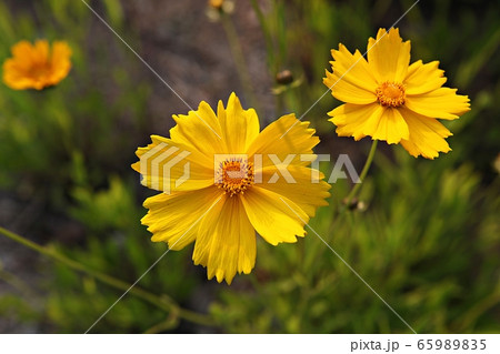 グムギェグク 春の花 花 65989835