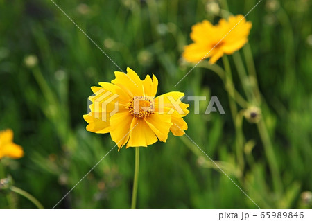 グムギェグク 春の花 花 65989846