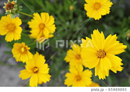 グムギェグク 春の花 花 65989893