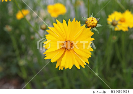 グムギェグク 春の花 花 65989933