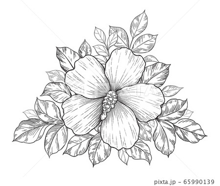 Hand Drawn Floral Composition with Hibiscus Hand Drawn Floral Composition with Hibiscus 65990139