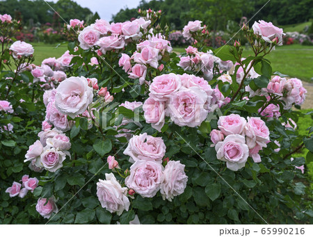 バラ バラ 65990216