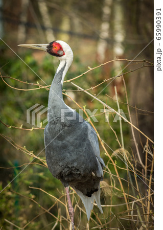 White-naped crane 65990391