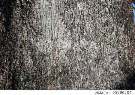 樹皮 65990504