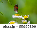 ベニシジミ 65990899