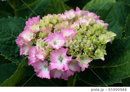 紫陽花 65990988